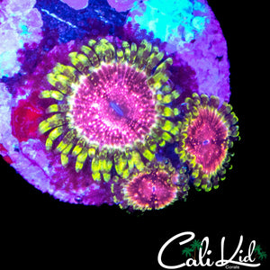 STRAWBERRY WINE ZOA TRIPLE