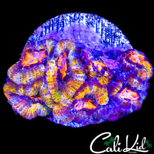 INSANE RAINBOW ACAN MINI COLONY