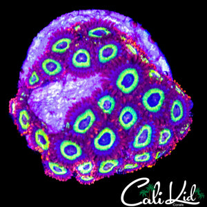 FRUIT LOOPS ZOA MINI COLONY