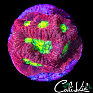 ULTRA SPECKLED FAVIA