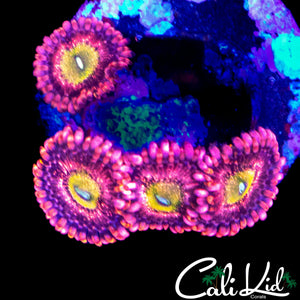 CK CHERRY BLOSSOM ZOA QUAD