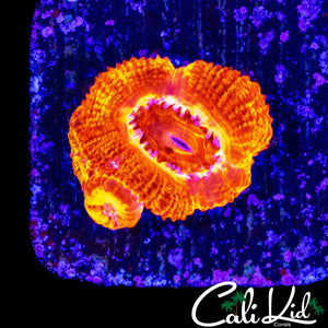 FLAMETHROWER ACAN W/ BABIES