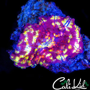 STARRY NIGHT DISCO SHROOM