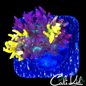 CB MAGIC CARPET MUSHROOM