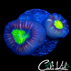 PURPLE SKIRT ACAN DOUBLE