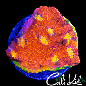 OG PINK BOOBIES CHALICE CHUNK