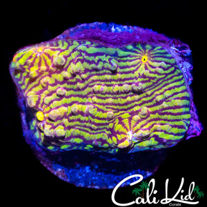 RAINBOW CONVICT CHALICE