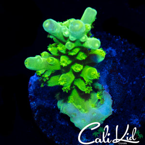 GREEN SLIMER ACRO
