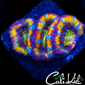 INSANE RAINBOW ACAN TRIPLE