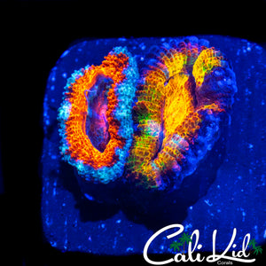 RARE GRAFTED ACAN DOUBLE