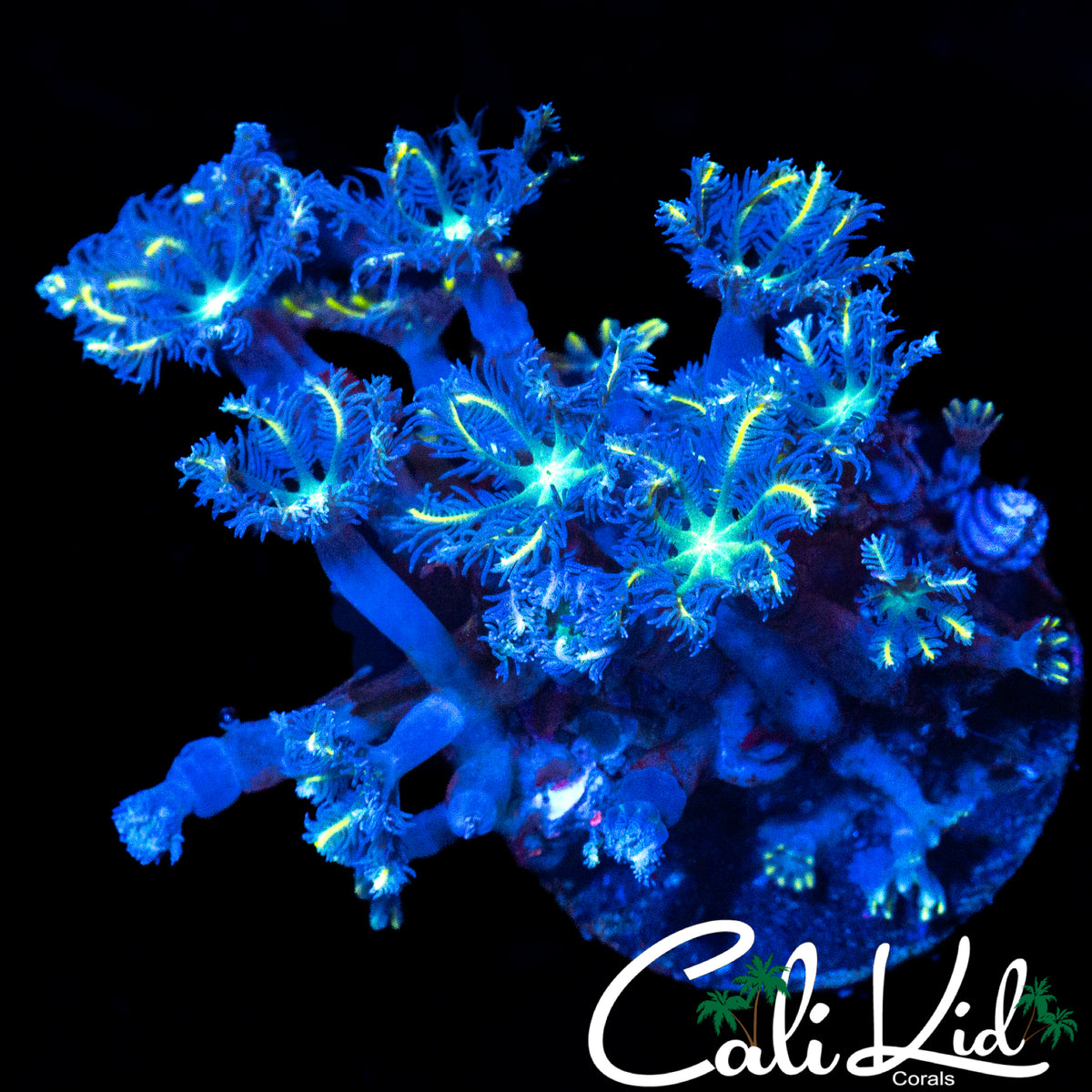 FIREWORKS CLOVES MINI COLONY
