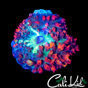 RAINBOW ST THOMAS MUSHROOM