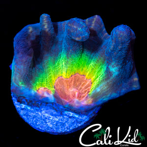 RAINBOW PECTINIA