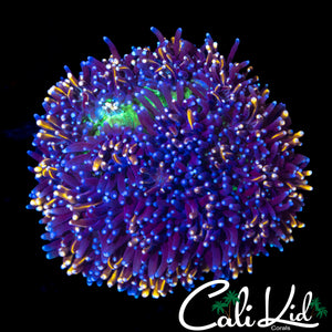 GOLDEN GALAXIA