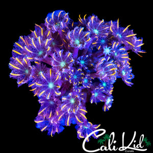 FIREWORKS CLOVES COLONY