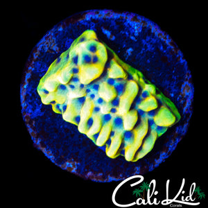 CK PEYOTE DREAMS MONTI
