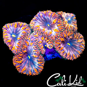 INDO RAINBOW BLASTO W/ PURPLE COLONY