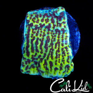 YELLOW SIZZLE MONTI