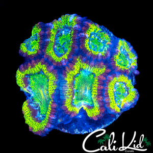 PRETTY IN PINK ACAN MINI COLONY