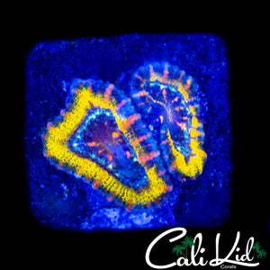 MYSTERY MORPH ACAN DOUBLE