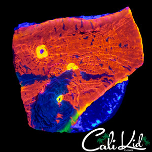 MULTI EYE RAINBOW CHALICE