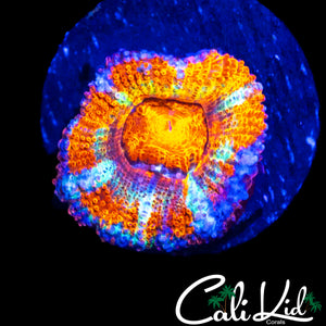 RARE RAINBOW ACAN MORPH