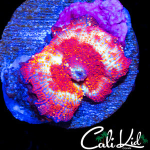 LARGE RARE PATTERN DISCO MUSHROOM