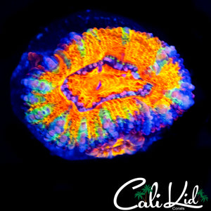 RARE INSANE RAINBOW ACAN DOUBLE