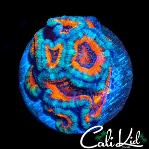 GRAFTED RAINBOW ACAN MINI COLONY