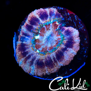 RARE PATTERN ASIAN ACAN