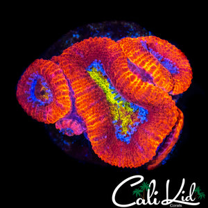 YELLOW MOUTH ACAN MINI COLONY