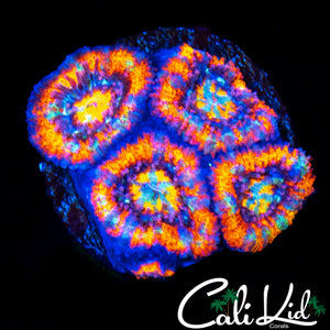 KALEIDOSCOPE ACAN QUAD