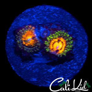 RAINBOW INCINERATOR ZOA TRIPLE