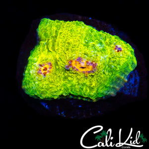 CB 3G MUMMY EYE CHALICE