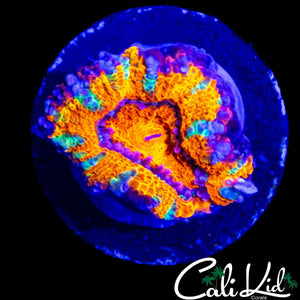 MYSTERY RAINBOW ACAN