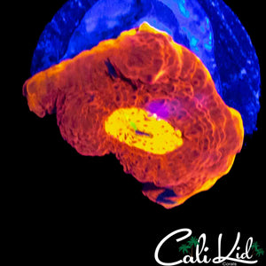 LARGE EYE RAINBOW CHALICE