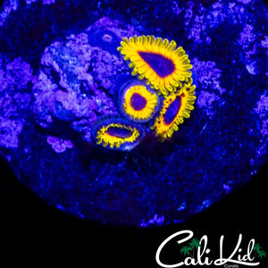 GREAT OWL ZOA QUAD
