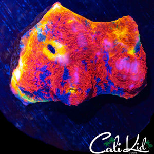 INSANE RAINBOW CHALICE COLONY (STUNNING COLORS)