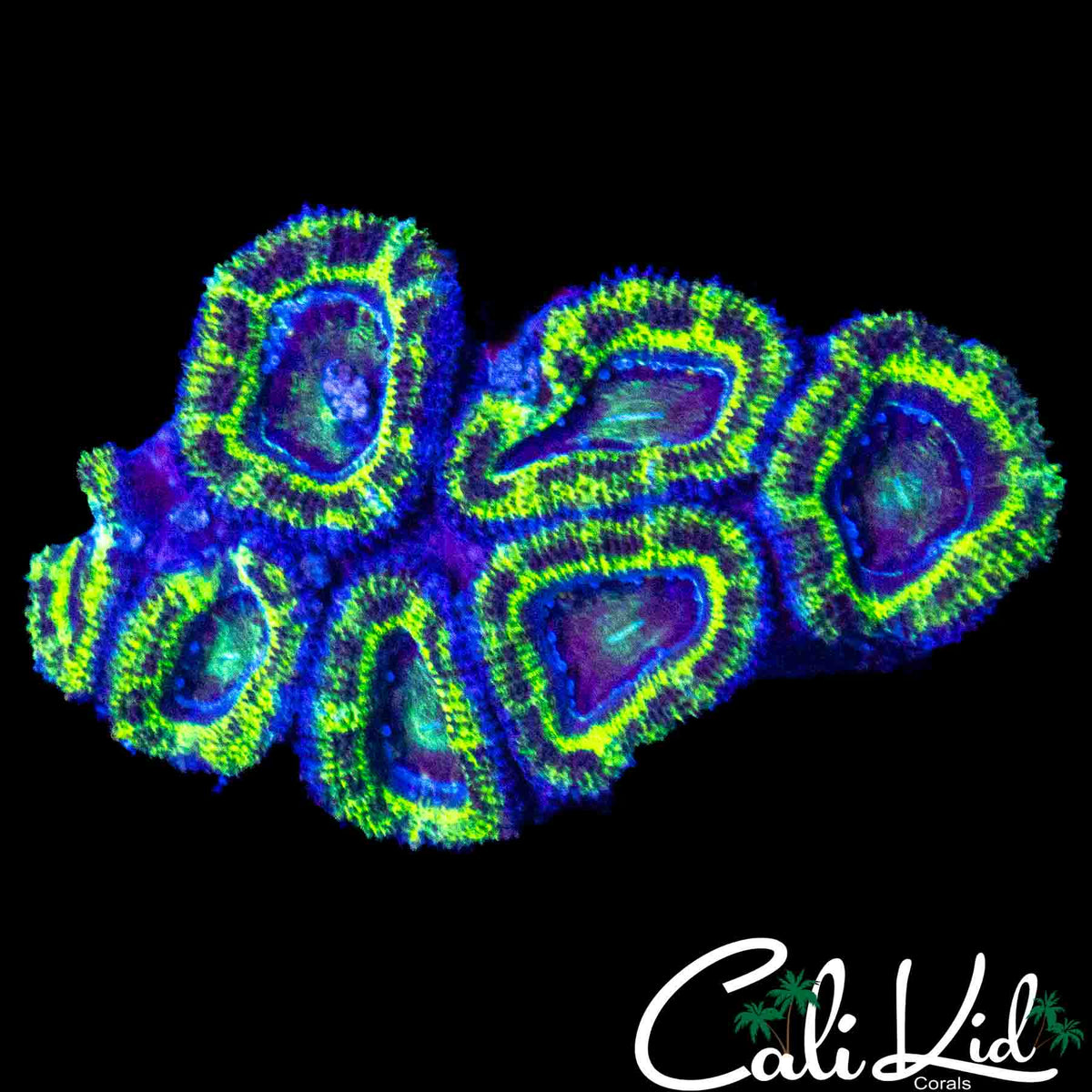 BLACK OUT ACAN MINI COLONY
