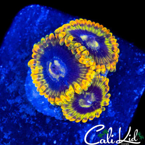 RAINBOW YODA ZOA TRIPLE