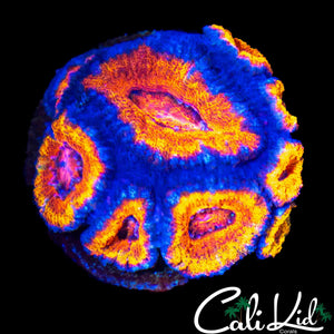 RAINBOW RING ACAN MINI COLONY