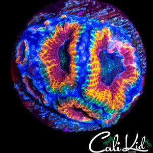 RARE PATTERN RAINBOW ACAN MINI COLONY