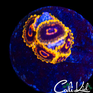 MIND TRICKS ZOA MINI COLONY