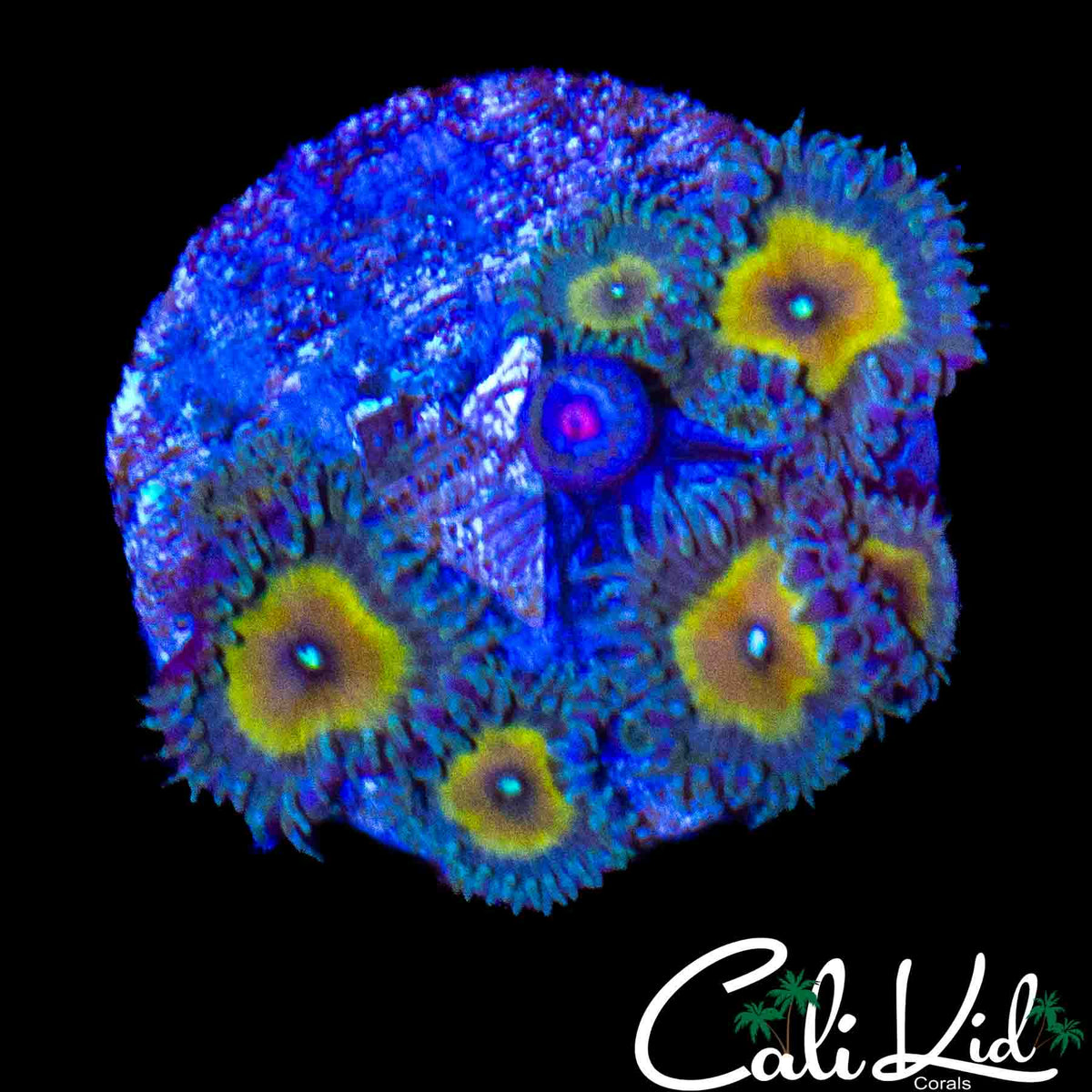 ASSORTED ZOA MINI COLONY