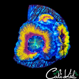 RARE PATTERN RAINBOW ACAN TRIPLE