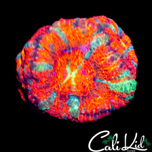 RARE ASIAN ACAN MINI COLONY