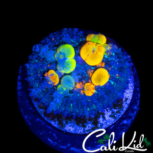OG BOUNCE MUSHROOM (BEAUTIFUL BUBBLES)