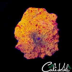 OG JAWBREAKER MUSHROOM