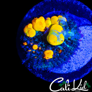 OG BOUNCE MUSHROOM (BIG BUBBLES)