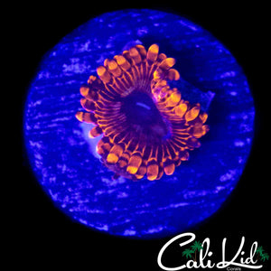 MYSTERY ZOA